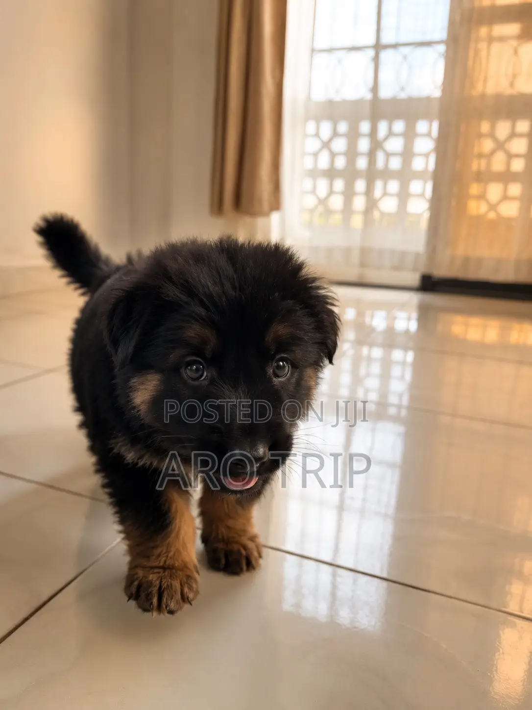 1-3 months Female Purebred German Shepherd