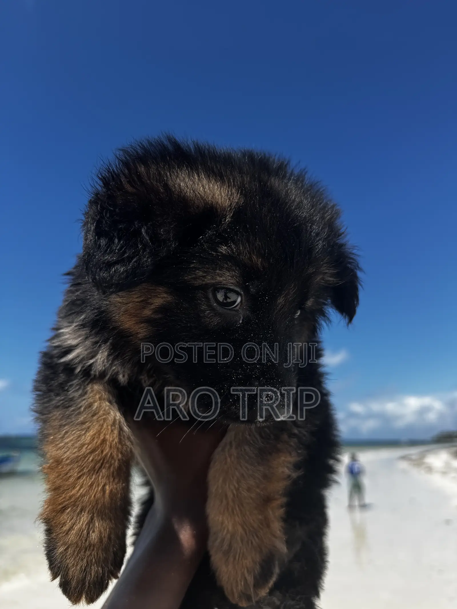 1-3 months Female Purebred German Shepherd
