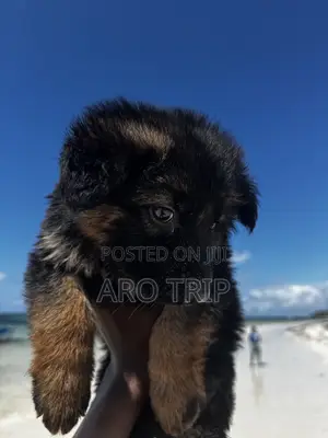 1-3 months Female Purebred German Shepherd