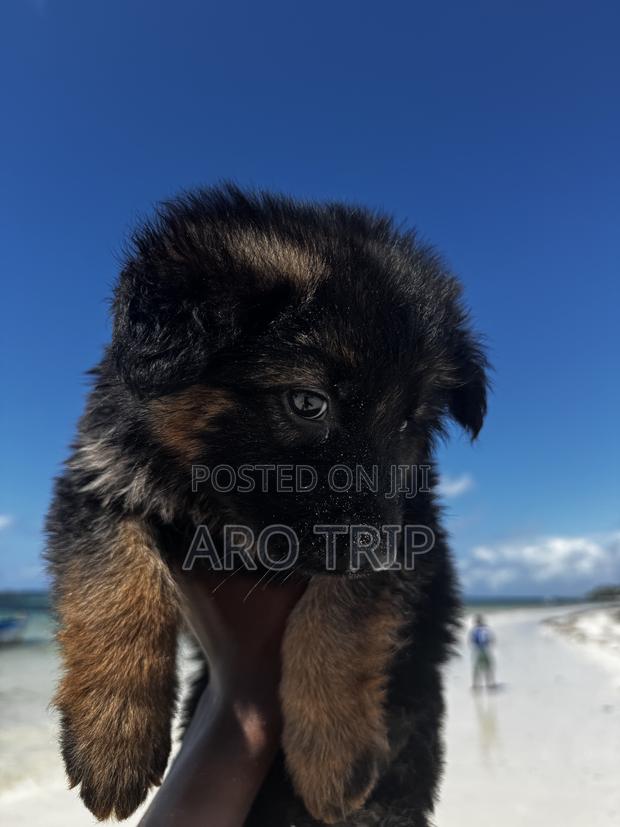 1-3 months Female Purebred German Shepherd - thumbnail 4