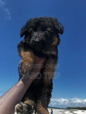 1-3 months Female Purebred German Shepherd
