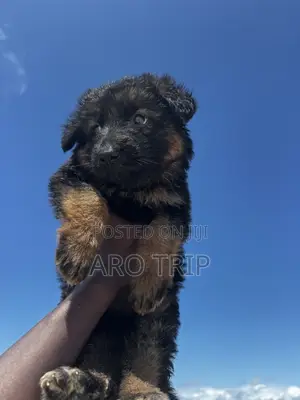 1-3 months Female Purebred German Shepherd