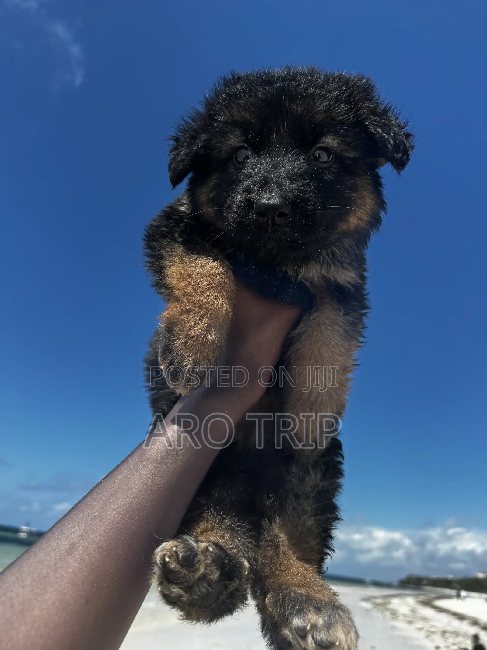 1-3 months Female Purebred German Shepherd
