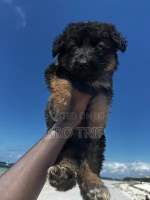 1-3 months Female Purebred German Shepherd