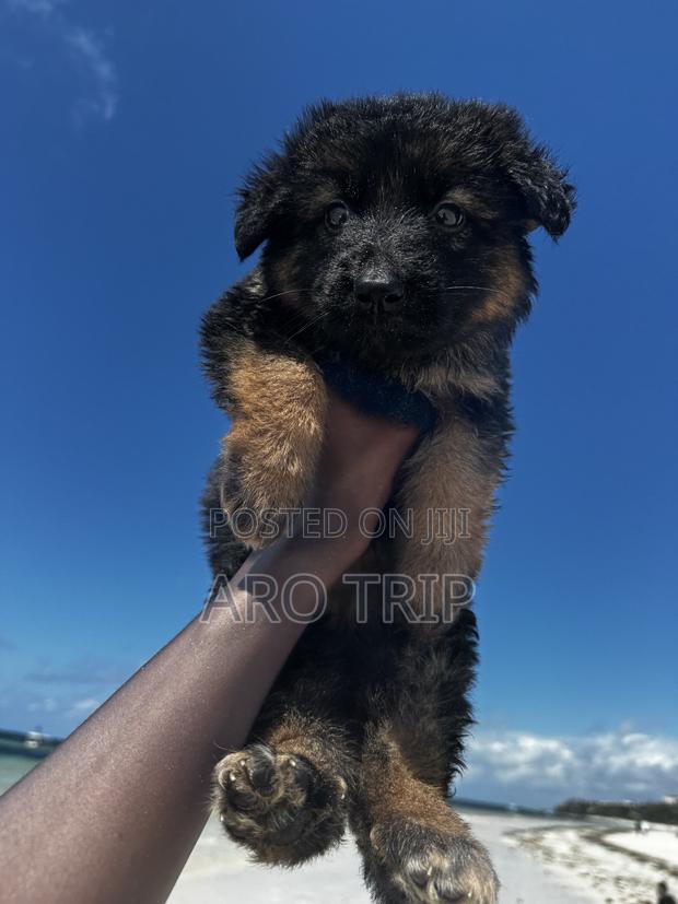 1-3 months Female Purebred German Shepherd - thumbnail 5