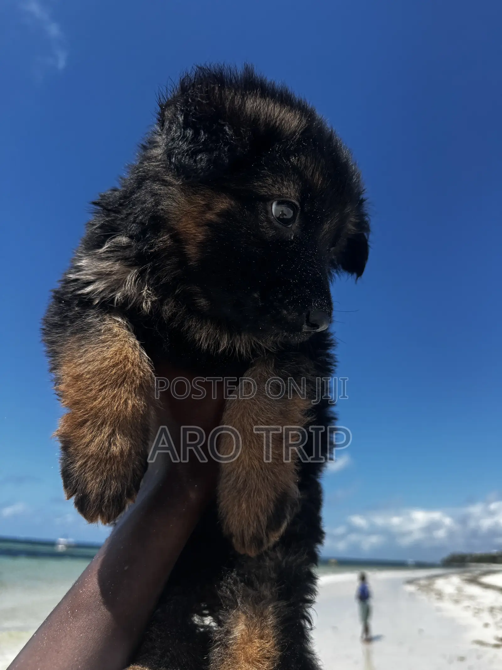 1-3 months Female Purebred German Shepherd