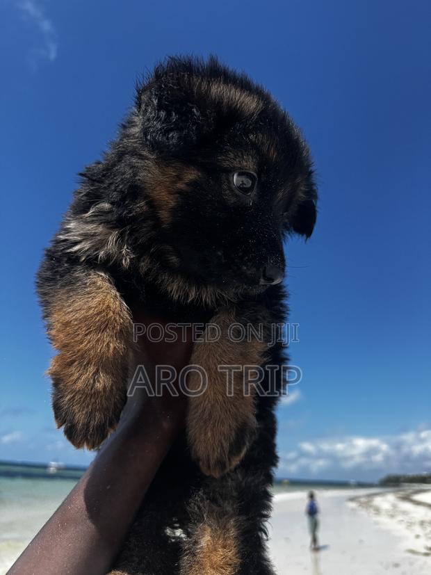 1-3 months Female Purebred German Shepherd - thumbnail 3