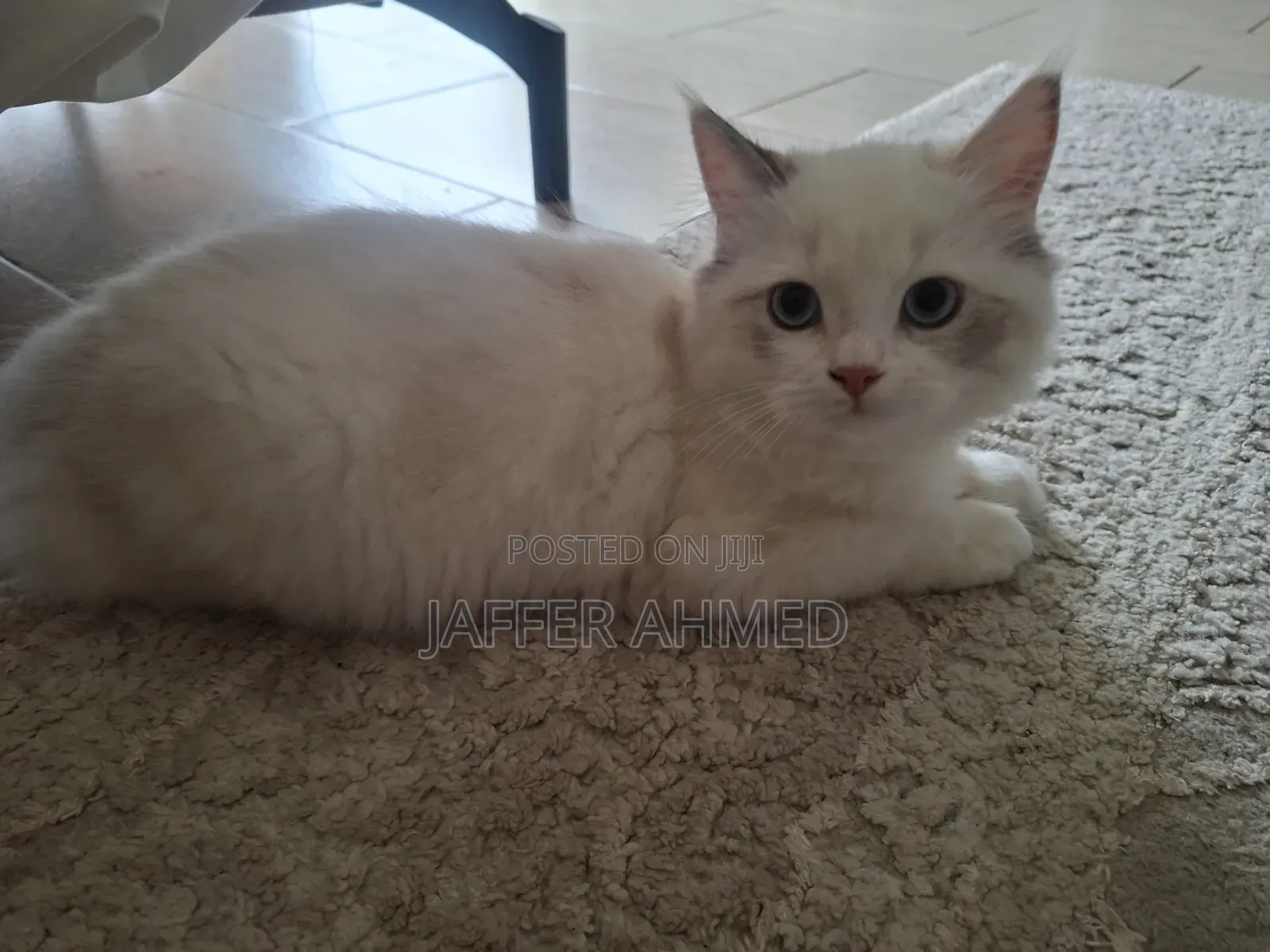 1-3 months Female Purebred Ragdoll
