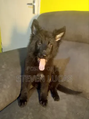 1-3 months Female Purebred German Shepherd