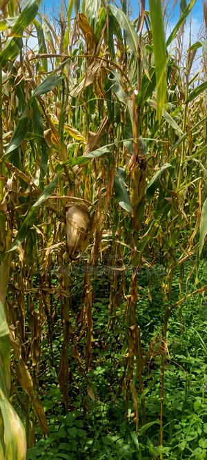 1 Acre for Sale in Namasanda - Bungoma