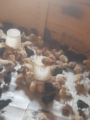 Chicks Available 2wks at 200