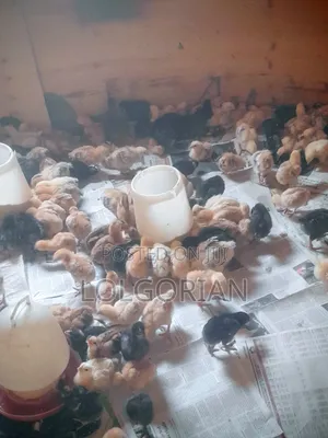 Chicks Available 2wks at 200