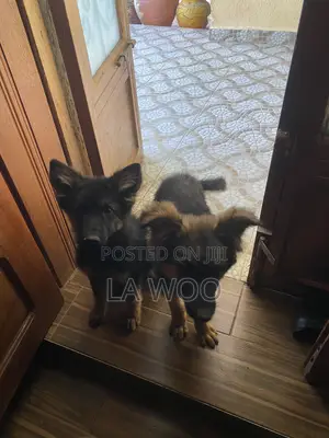 1-3 months Female Purebred German Shepherd