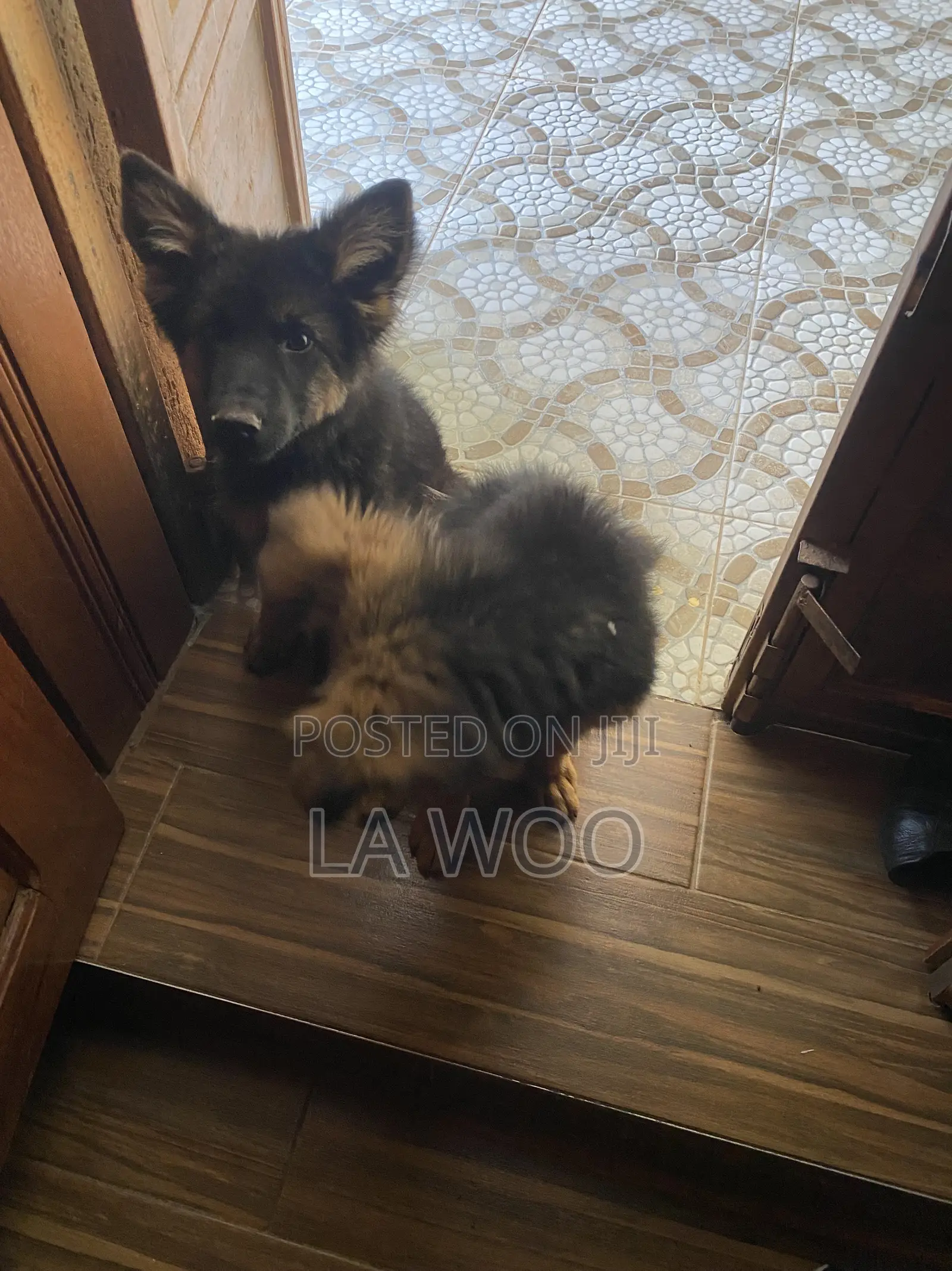 1-3 months Female Purebred German Shepherd