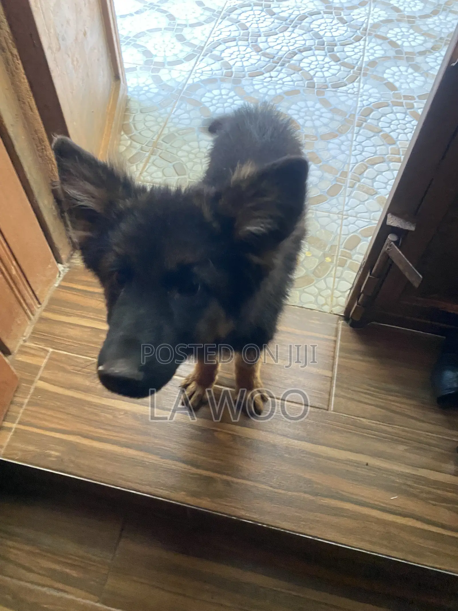 1-3 months Female Purebred German Shepherd