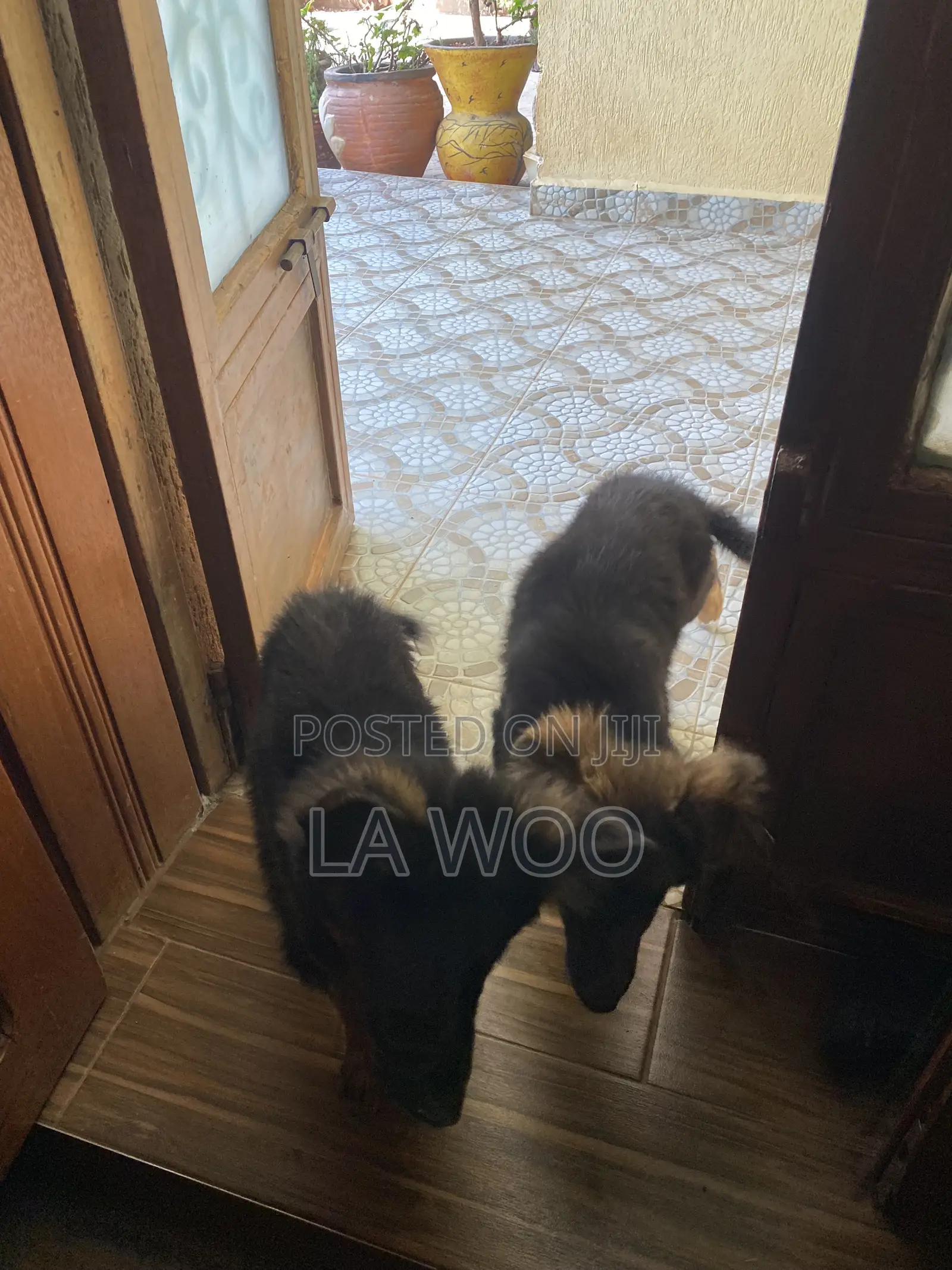 1-3 months Female Purebred German Shepherd