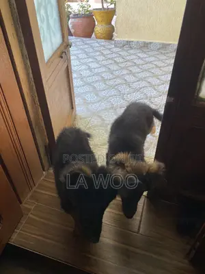 1-3 months Female Purebred German Shepherd