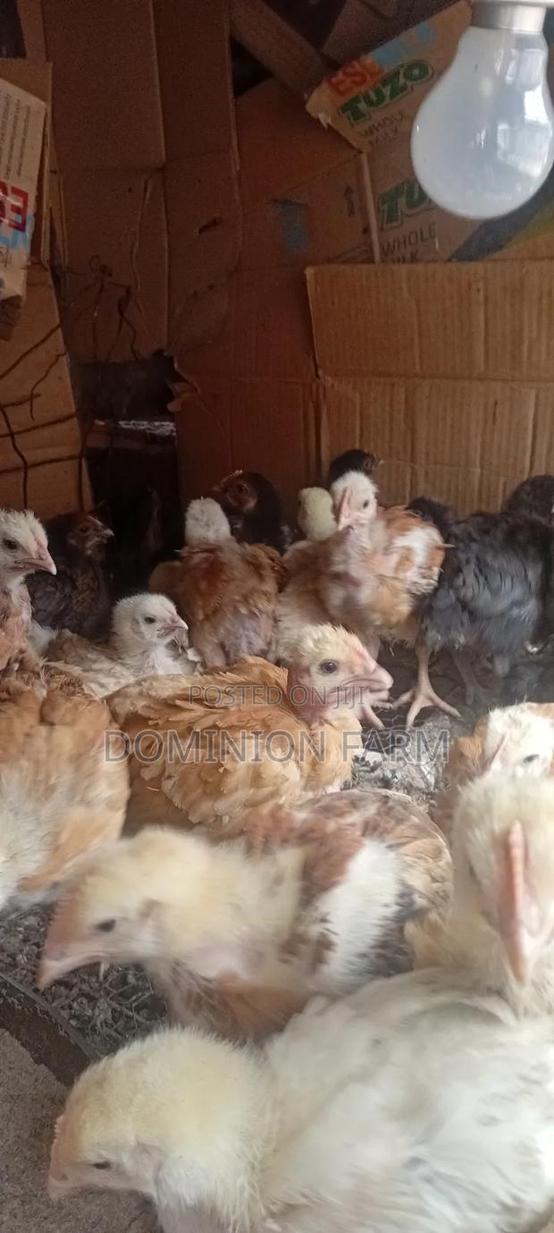 Sasso Chicken - main view
