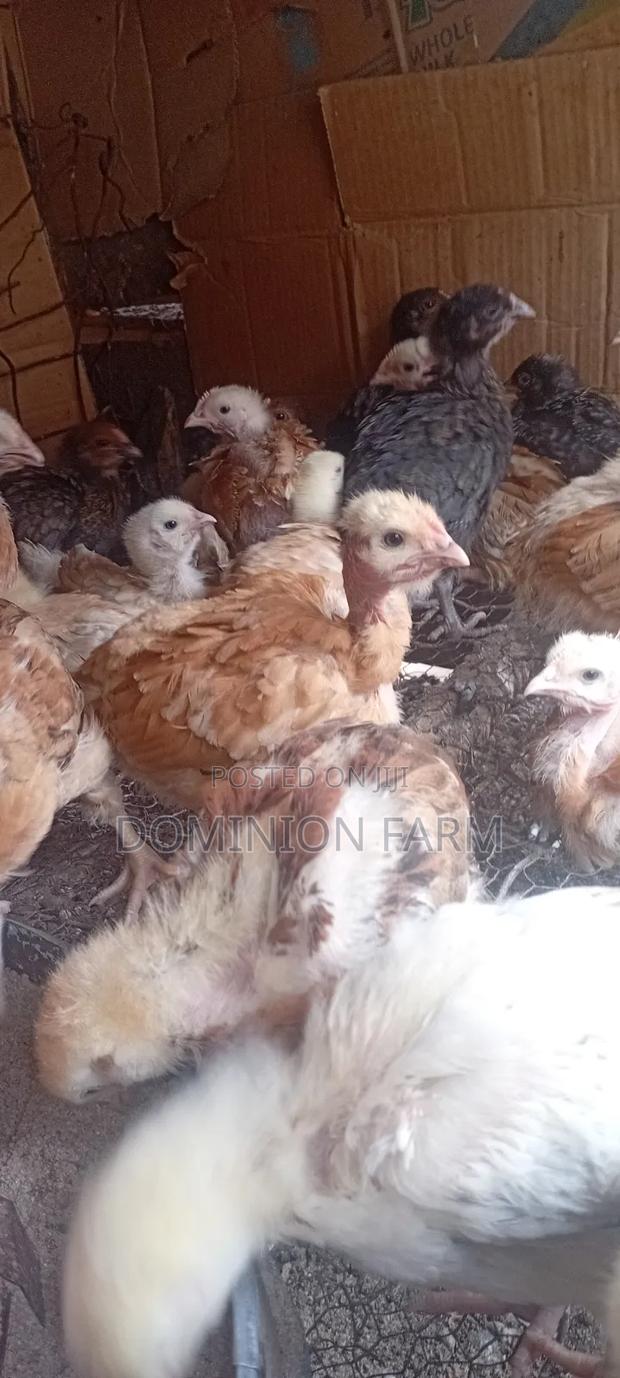 Sasso Chicken - thumbnail 2