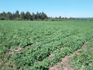 15 Acres for Sale in Ndaragwa
