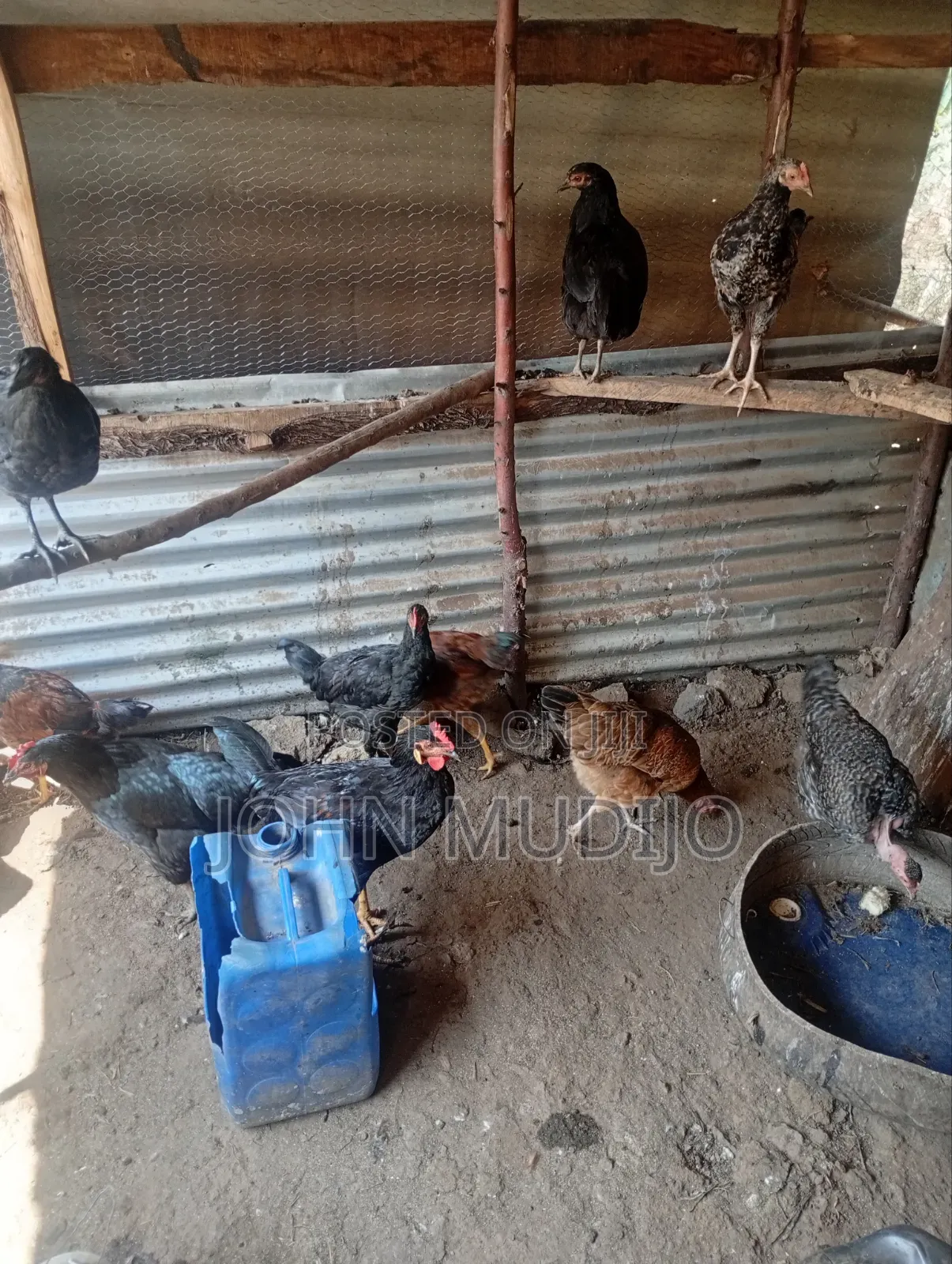 Pure Kienyeji Chicken