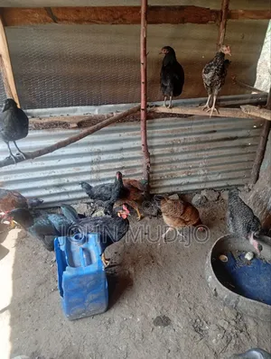 Pure Kienyeji Chicken