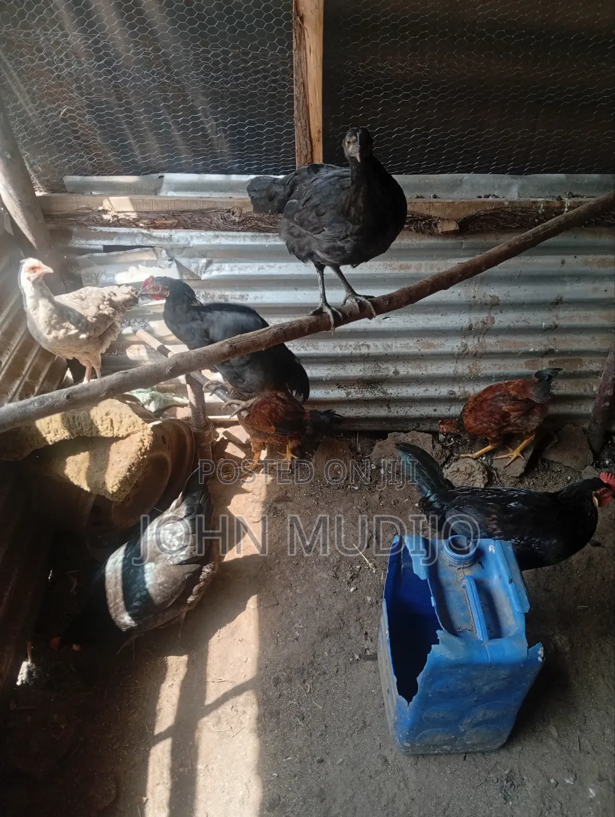 Pure Kienyeji Chicken