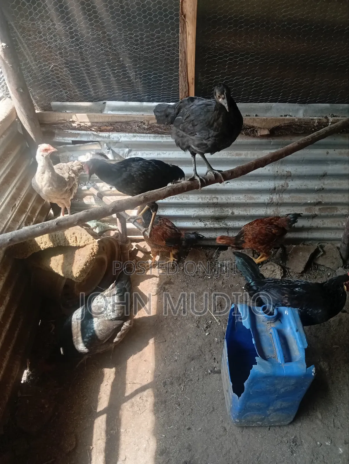Pure Kienyeji Chicken
