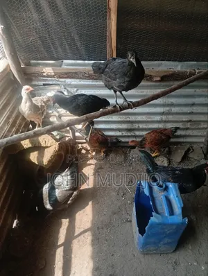 Pure Kienyeji Chicken