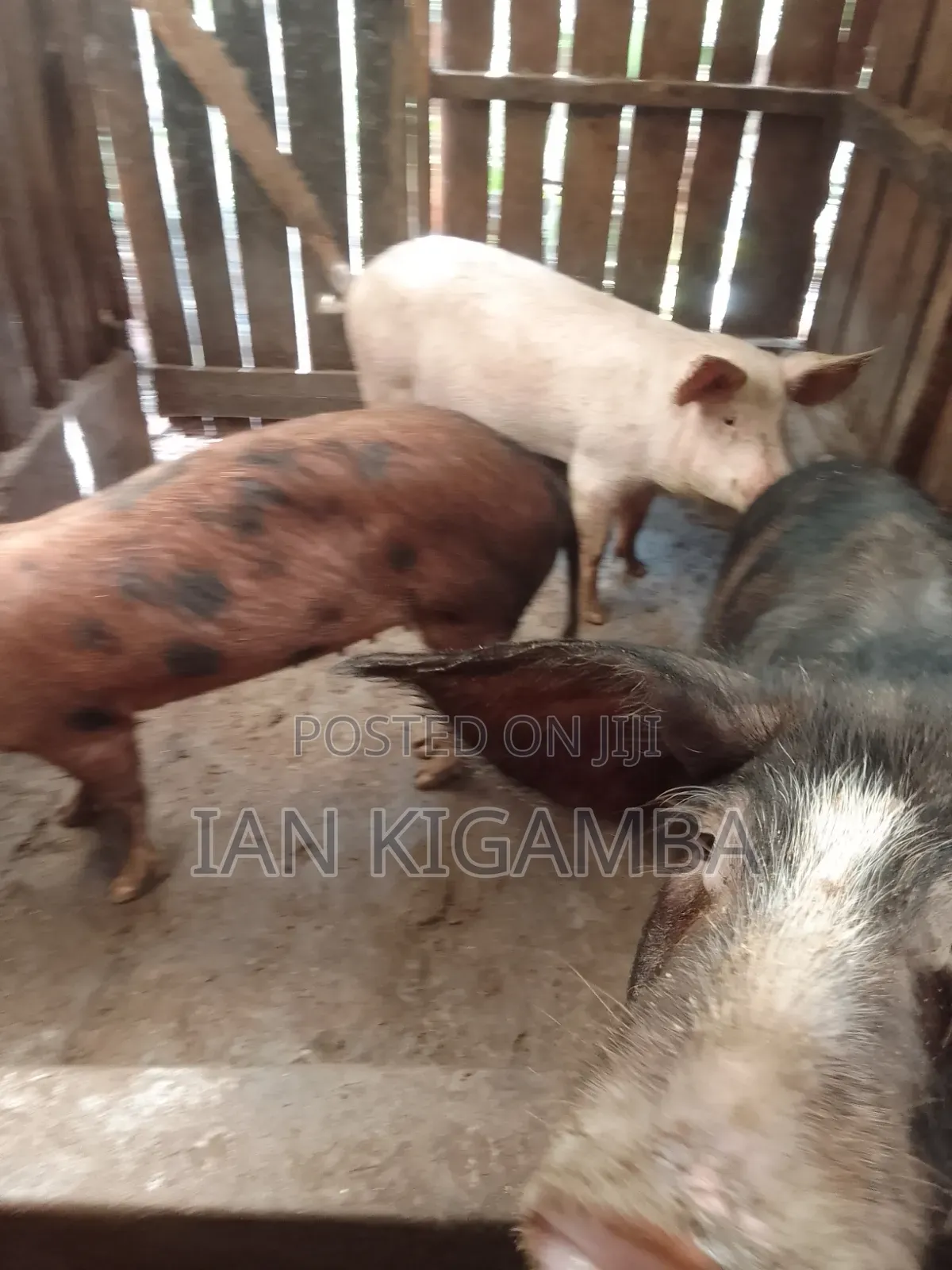 Mature Pigs