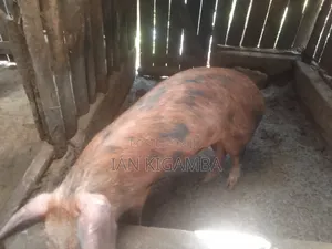 Mature Pigs