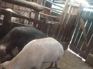 Mature Pigs