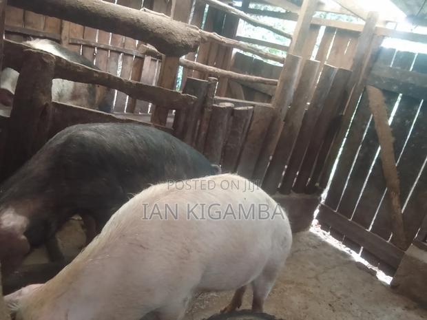 Mature Pigs - thumbnail 3