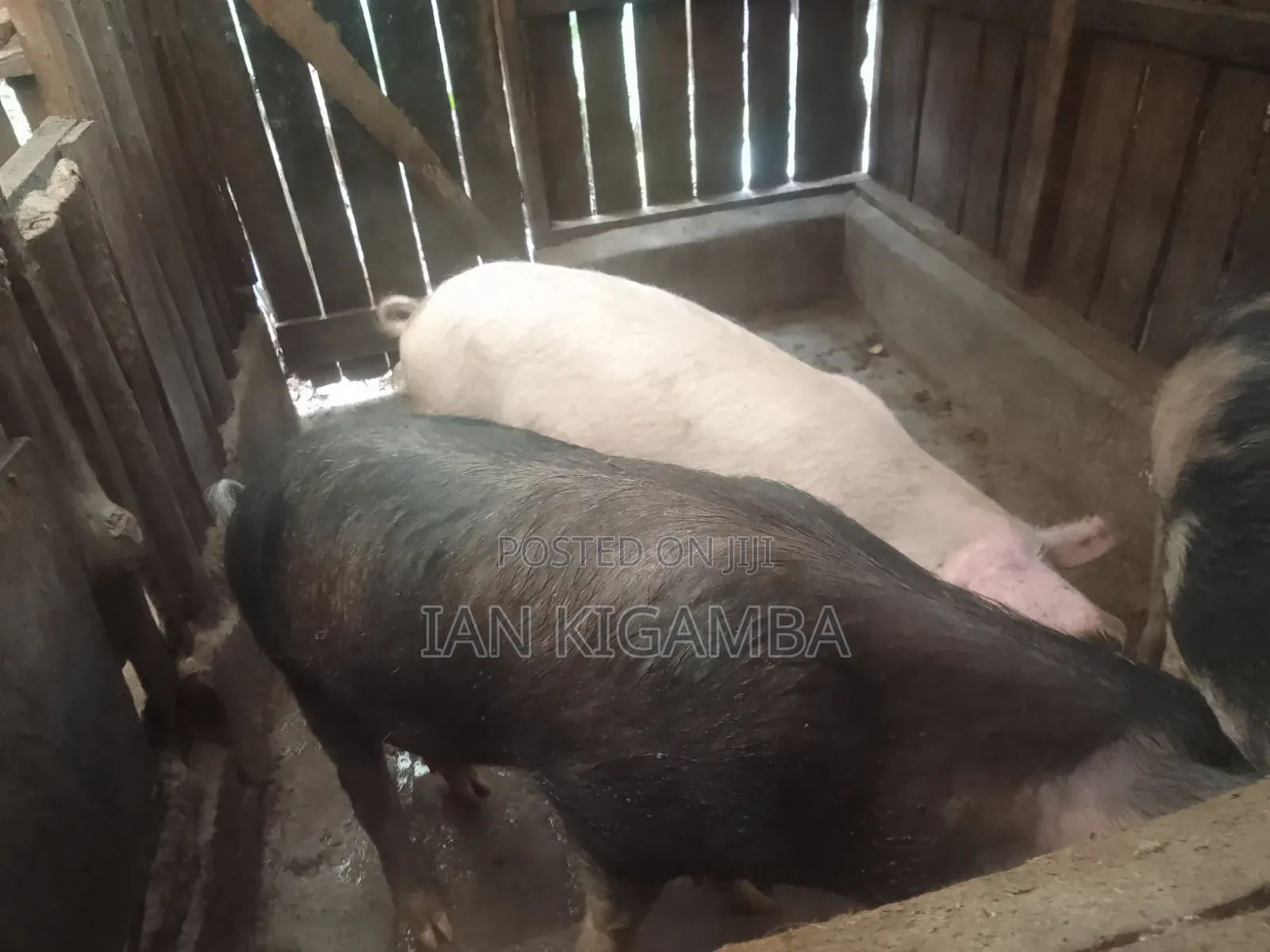 Mature Pigs