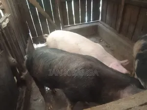 Mature Pigs