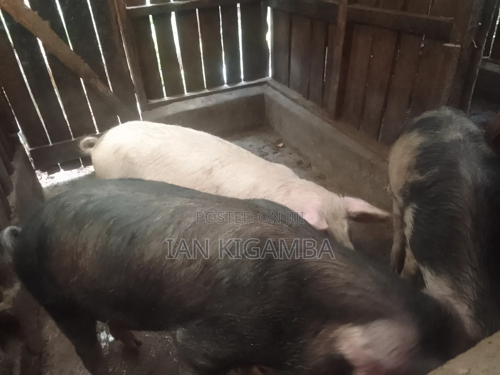 Mature Pigs