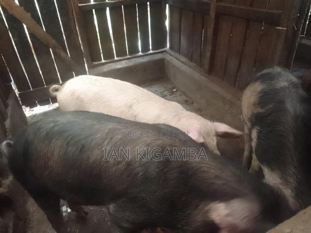 Mature Pigs - thumbnail 5
