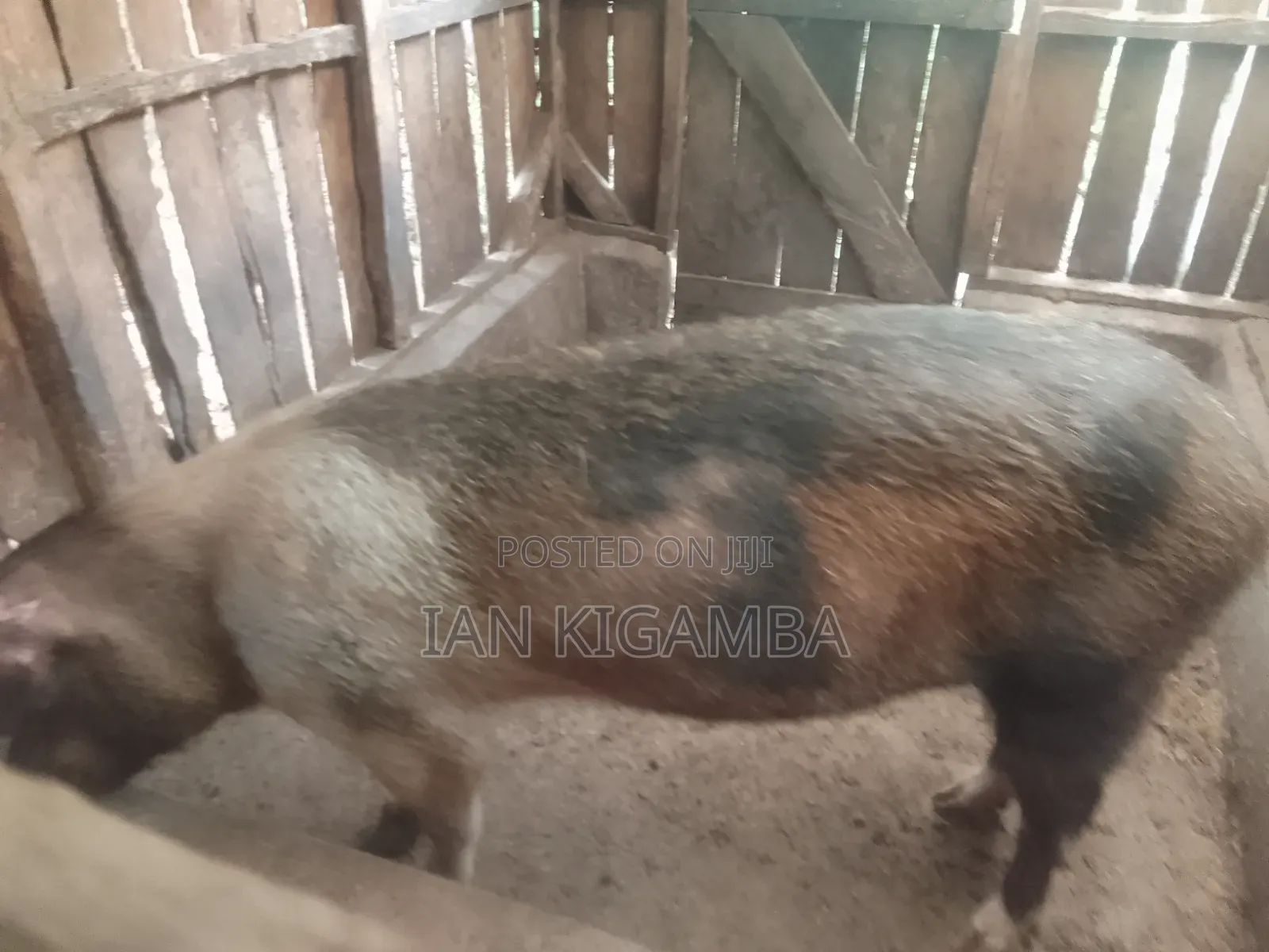 Mature Pigs