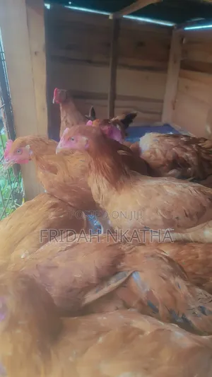 Sasso Point of Lay Pullets Thika