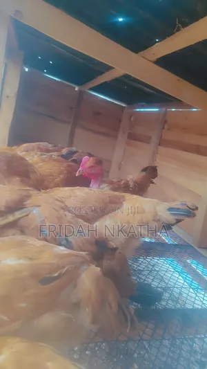 Sasso Point of Lay Pullets Thika