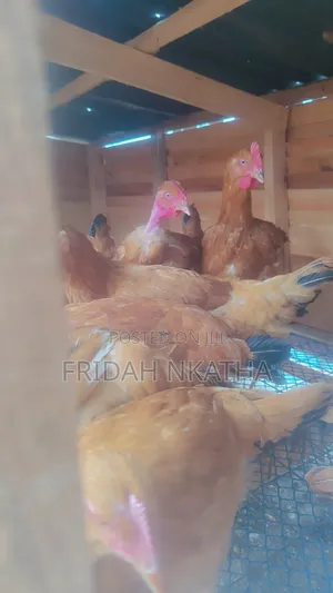 Sasso Point of Lay Pullets Thika