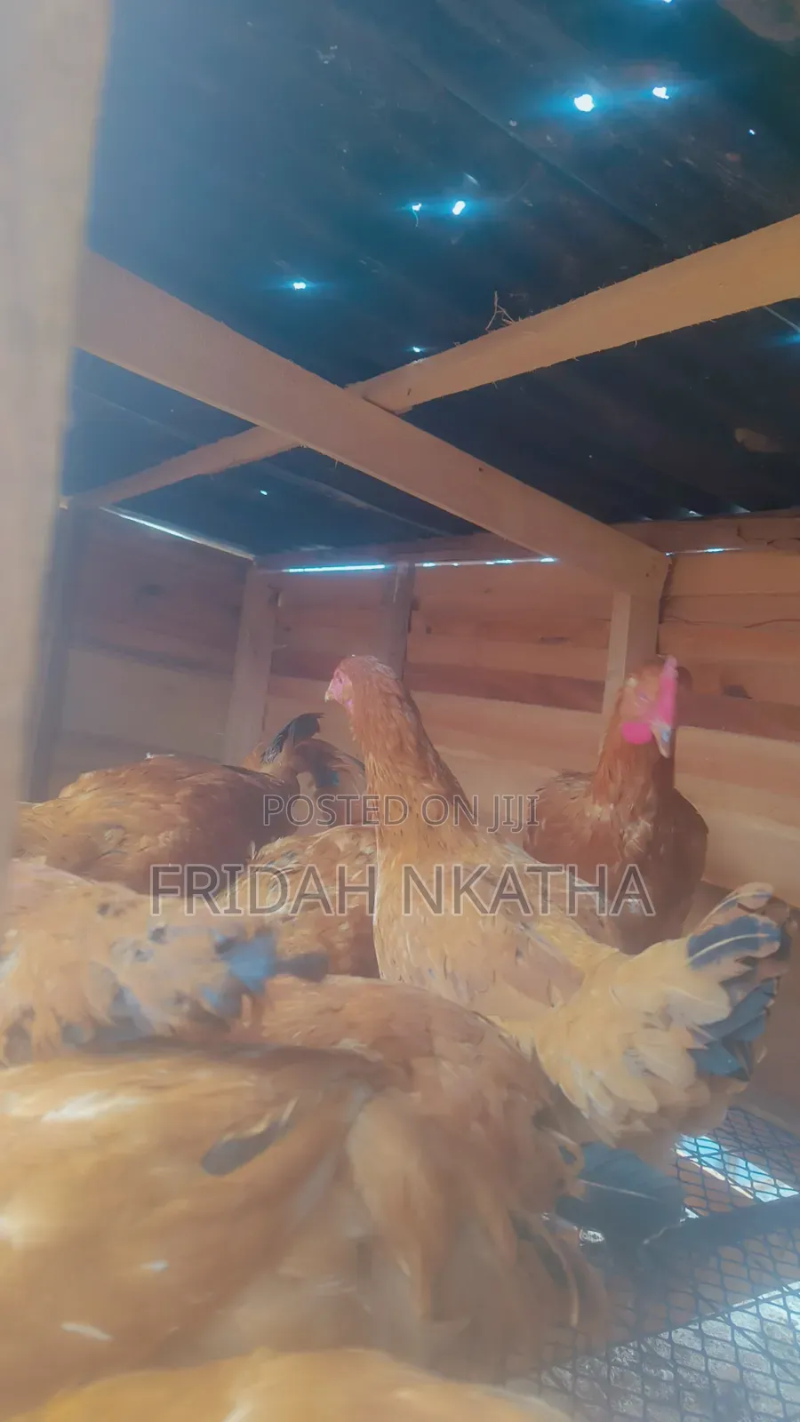 Sasso Point of Lay Pullets Thika