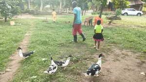 Farm on Sale 3.5 Acres in Ganda (On Tsavo Road) 5km From Malindi Town
