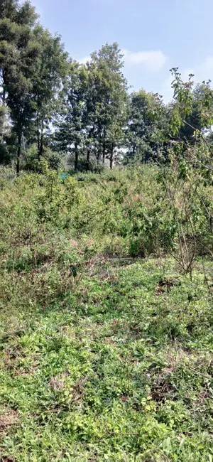 Quarter Acre Prime Plot for Sale – Kerarapon Drive
