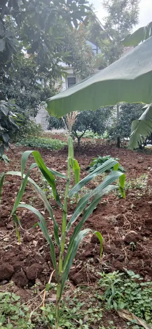 Quarter-Acre Prime Plot for Sale – Kerarapon Drive