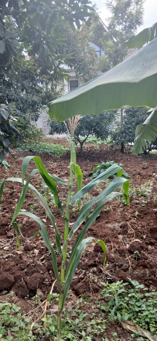 Quarter-Acre Prime Plot for Sale – Kerarapon Drive