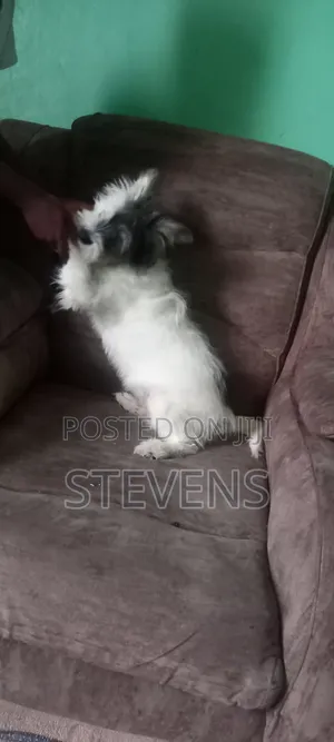3-6 months Male Purebred Havanese