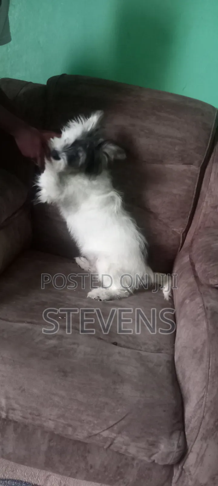 3-6 months Male Purebred Havanese