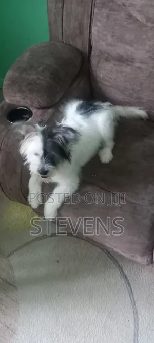 3-6 months Male Purebred Havanese