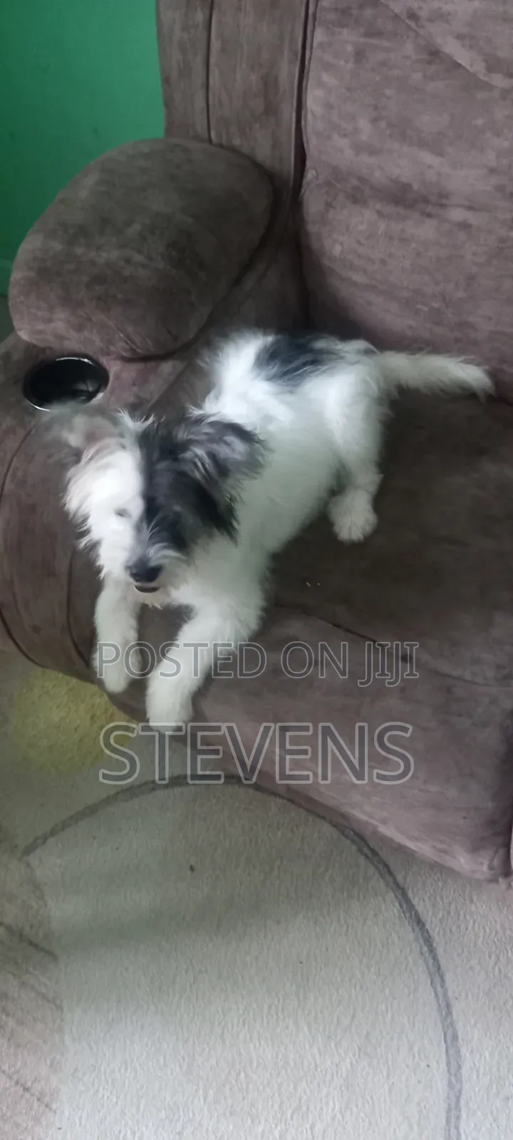 3-6 months Male Purebred Havanese